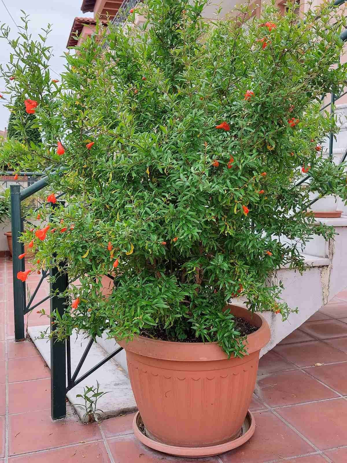 Pomegranate trees (Punica granatum  / Anar Plant )